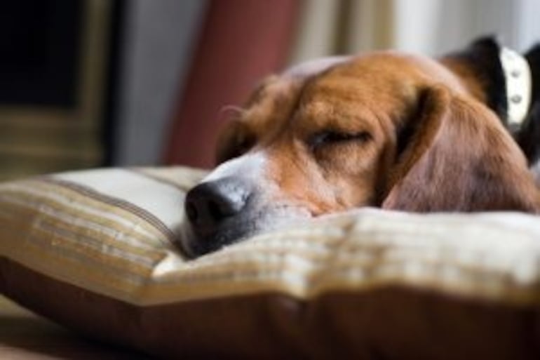 Despedirse de un compañero canino es una de las tareas más difíciles que se pueden imaginar, para eso hay que estar preparado.