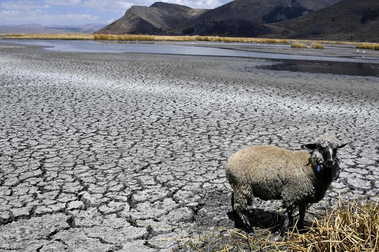 Una oveja sobre la tierra seca de  la Bahía de Cohana en la zona del lago Titicaca, entre Bolivia y Perú.