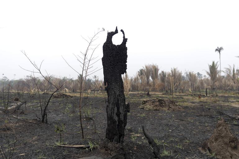 Fotografía que muestra un área quemada debido a los incendios en el Parque Estatal Guajará Mirim el pasado miércoles en la ciudad de Nova Mamoré (Brasil). El parque natural de Guajará-Mirim, uno de los puntos más calientes de la ola de incendios que vive Brasil, tiene ya un tercio de su territorio quemado ante la desesperación de un puñado de bomberos que no da abasto.