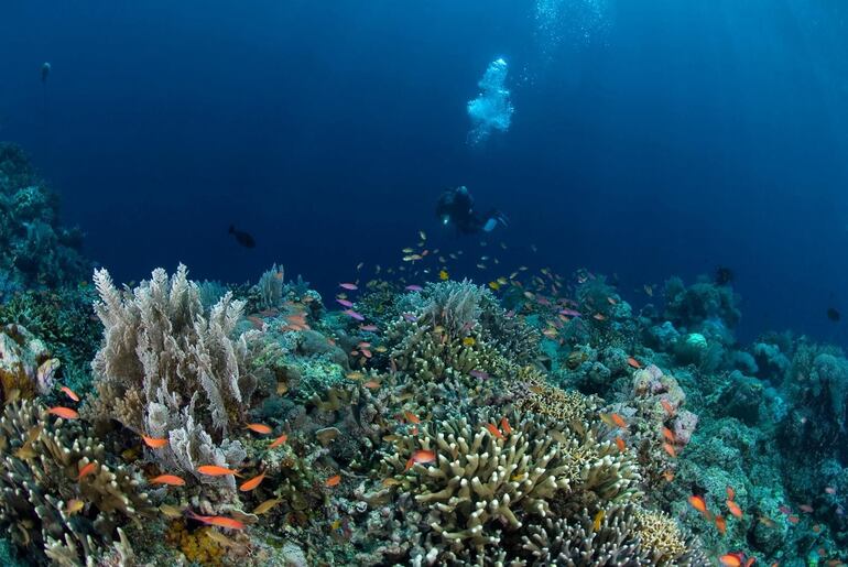 Los corales, al igual que los anillos del tronco de los árboles, son indicadores paleoclimáticos de las alteraciones ambientales producidas a lo largo de los años, y un estudio a los arrecifes frente a la costa de Castellón (este de España) acaba de ofrecer datos reveladores sobre la fecha en la que habría comenzado el Antropoceno.