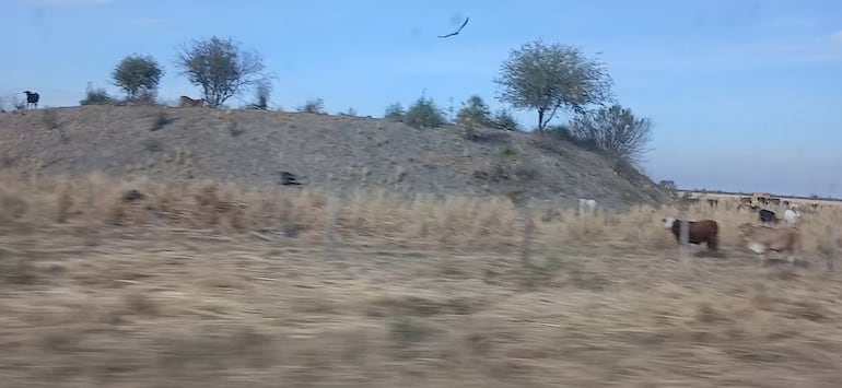 La temporada seca comienza a afectar a ganaderos en el Alto Paraguay, donde no llueve hace unos 75 días.