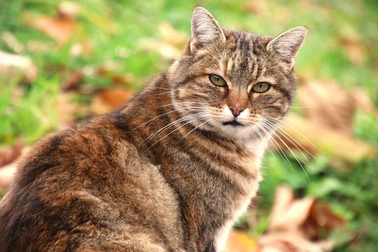 Las causas de Nefropatías en gatos son varias, lo que muchas veces complica el tratamiento. La insuficiencia renal en gatos es una enfermedad progresiva.