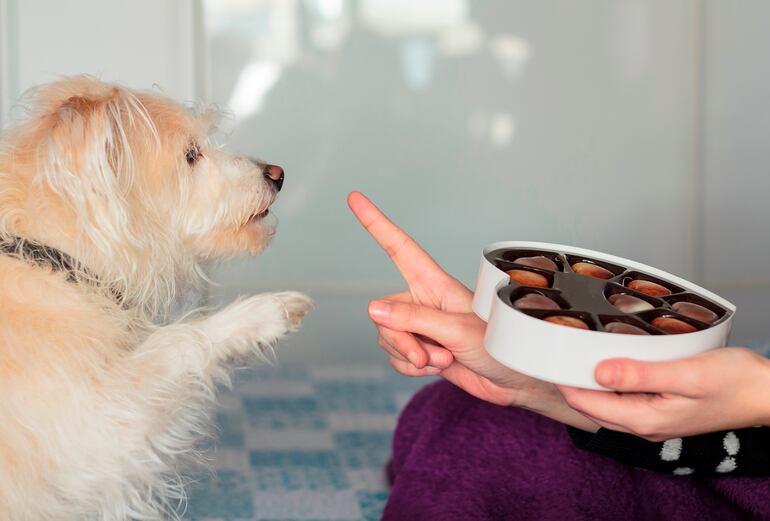 El chocolate tiene una sustancia que se llama teobromina (un análogo de la adrenalina), una sustancia que puede ser peligrosa para la salud de tu mascota ya que puede comprometer seriamente las funciones vitales, llegar a tener convulsiones y puede causar la muerte en pocas cantidades incluso.