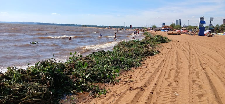 Playa San José inhabilitada por horas luego de “invasión” de camalotes en la costa.