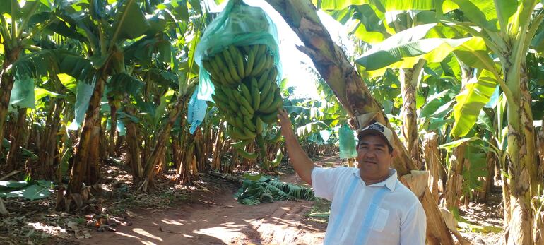 El productor Fidel Vera , mostrando su producción de banana de primera calidad.