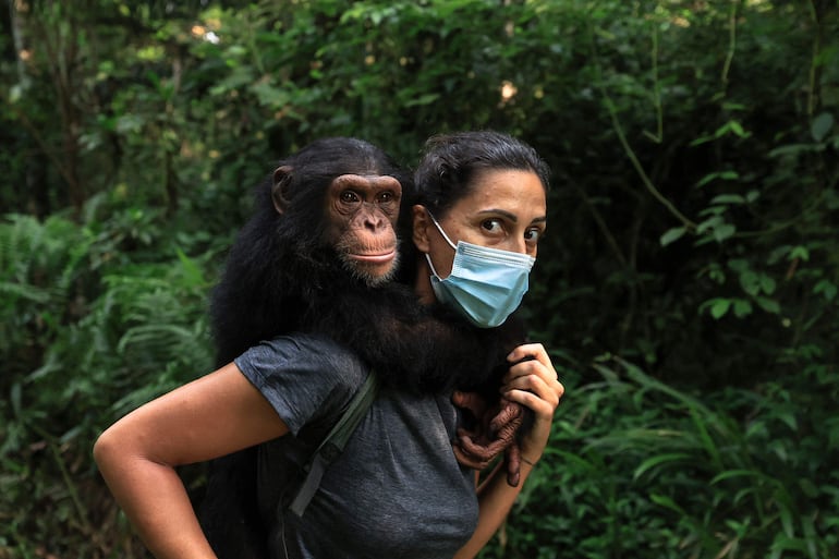 Amandine Lions (izquierda), voluntaria de la asociación Papaye International, lleva a Tchossa, un joven chimpancé huérfano de entre 3 y 4 años, en su espalda durante su paseo diario por el bosque en el Parque Natural Douala-Edea en Marienberg.