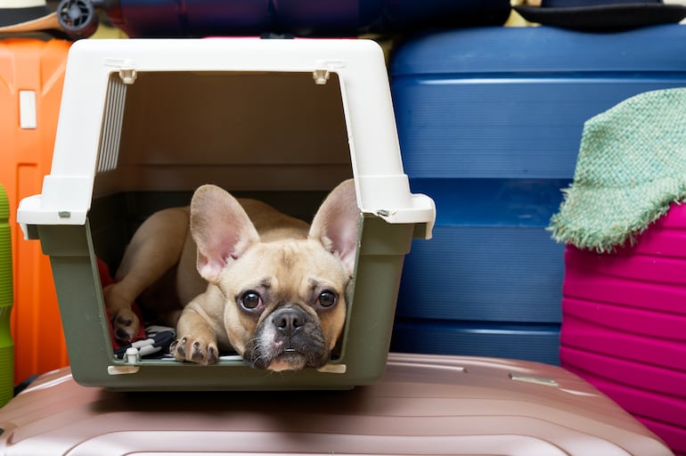 A partir de la implementación de estas reglas, las aerolíneas mencionadas dejarán de permitir el viaje de perros en cabina y bodega.