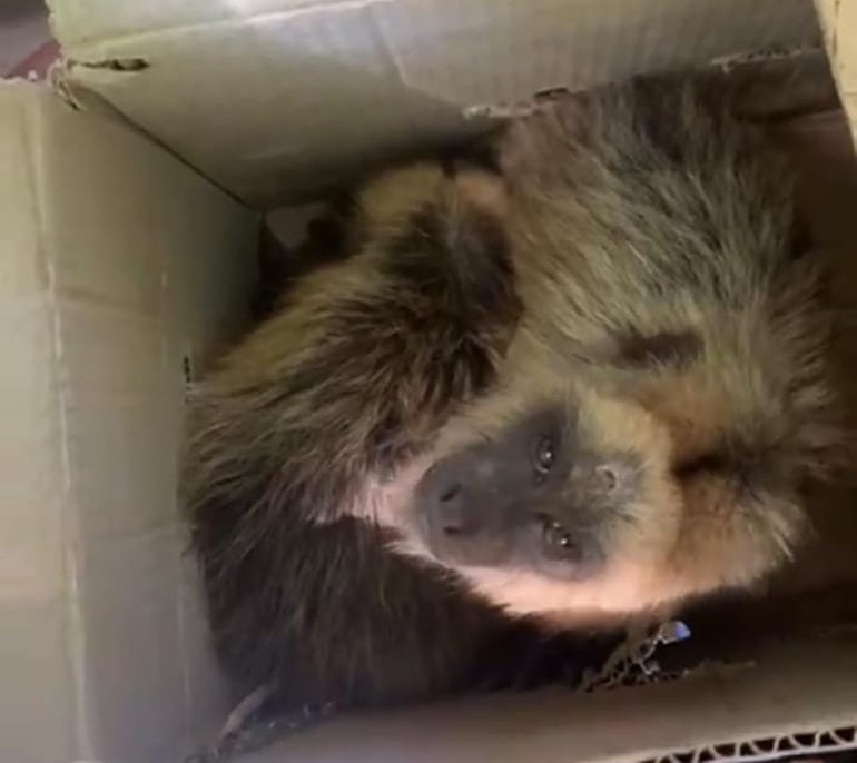 En precarias condiciones se encontraron a los animales silvestres que estaban siendo ofrecidos para ser vendidos en Caacupé.