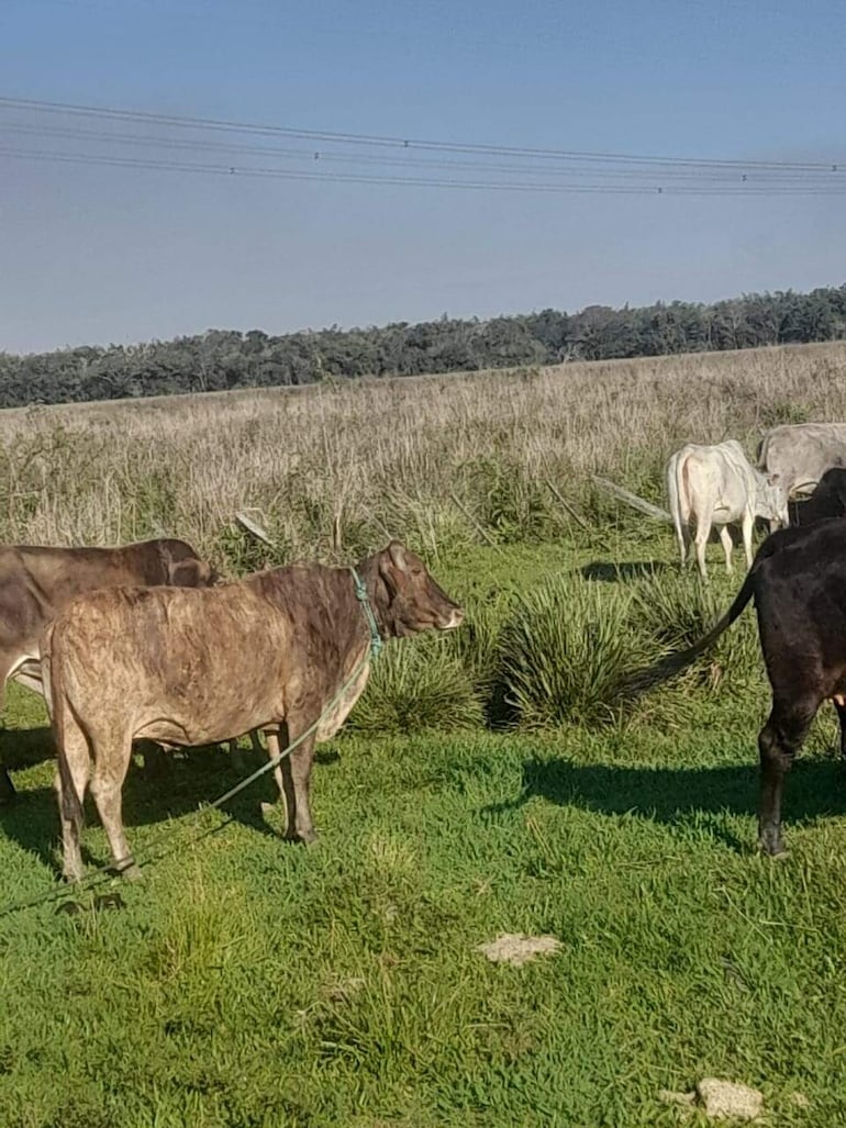 Hasta el momento fueron recuperadas cuatro animales y otras dos aparecieron muertas dentro de la estancia "Tres Fortunas".