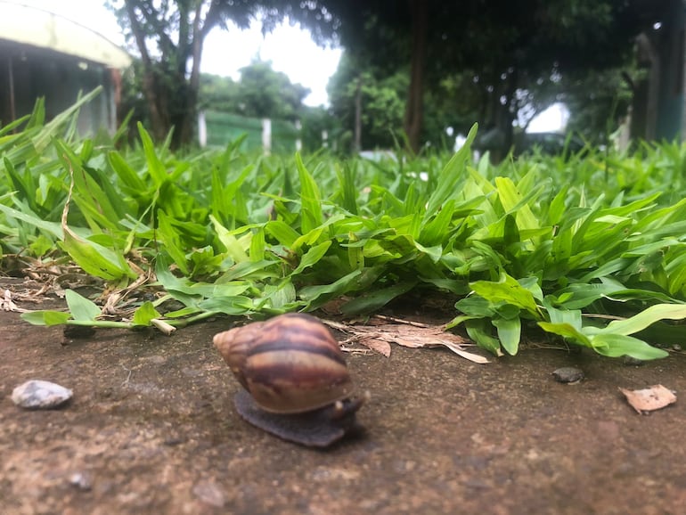 Uno de los caracoles africanos encontrados este domingo en Presidente Franco.