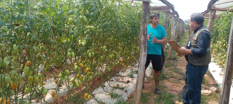 Tecnico del Senave fiscaliza la producción nacional de tomate. El MAG ni el Senave no muestran fotos de cosecha de tomate nacional, muestran los tomates ya en caja en los depositos.