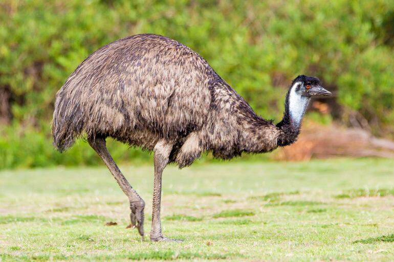 Emu .