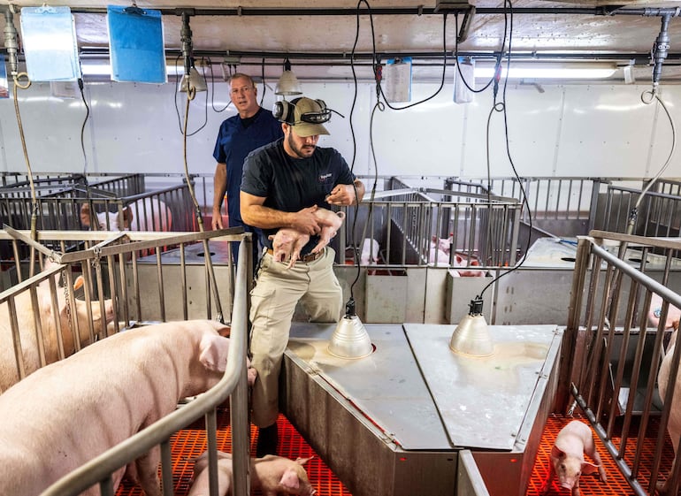 Dave Ayares (izquierda), presidente y director científico de Revivicor, observa mientras Dorian Giantonio, técnico en animales, levanta a un joven cerdo genéticamente modificado en un corral de la granja de investigación Revivicor en Blacksburg, Virginia.