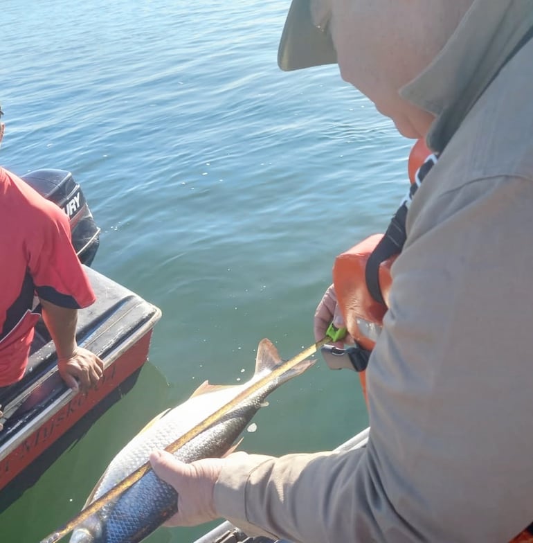 Técnico del Mades mide tamaño de un pescado.