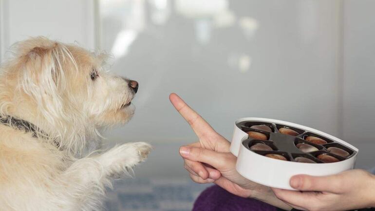 El chocolate es un alimento muy peligroso para nuestras mascotas, en especial para los perros.