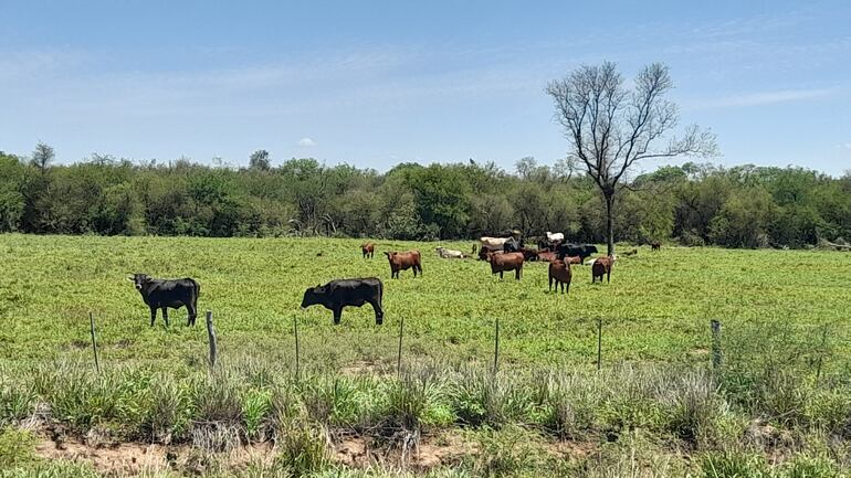 La ganadería es favorecida por el clima húmedo en el Alto Paraguay.