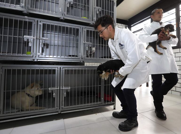 Veterinarios atienden a cachorros caninos en un hotel para perros y gatos, inaugurado hoy, en la Ciudad de México (México). 