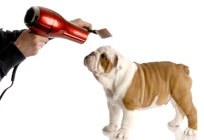 Una persona seca el pelo de su perro con un secador de pelo.