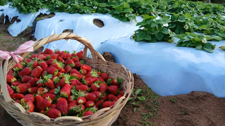 Frutillas recién cosechadas en Kokue Guasu.