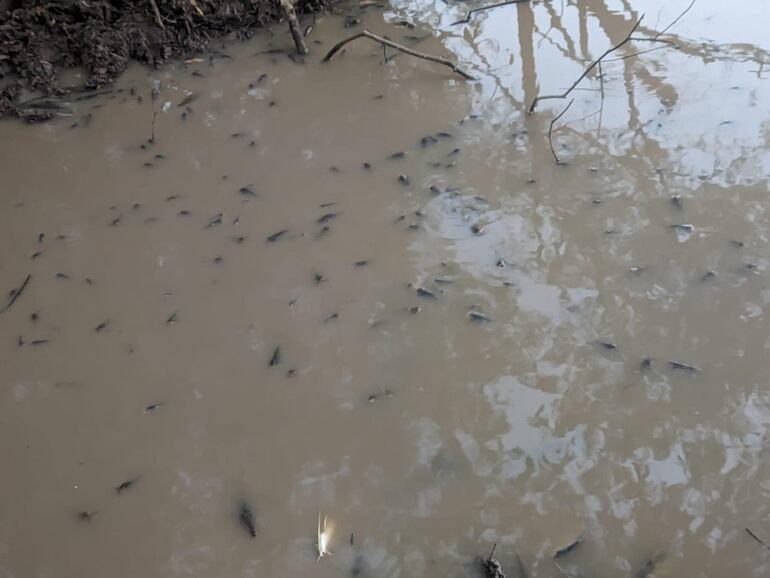 Los peces muertos aparecen en el río Pirapó y preocupa a los pescadores de la zona de Yegros especialmente.