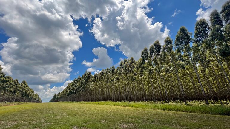 La inversión forestal es una gran alternativa a las fuentes tradicionales de capitalización, ya que permite al empresario diversificar su portafolio.