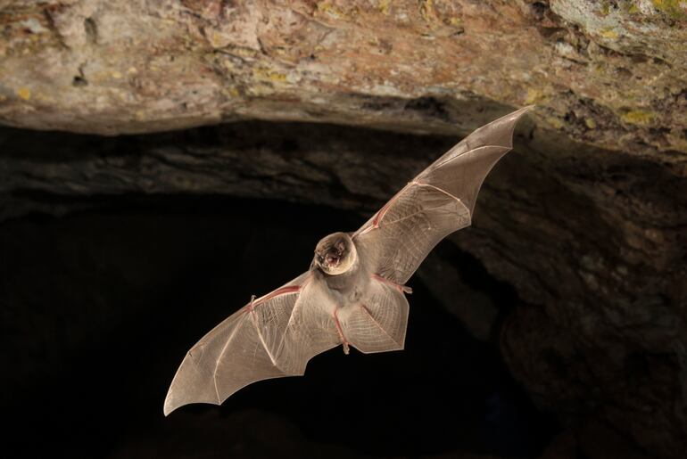 Un murciélago despliega sus alas y vuela dentro de una cueva.