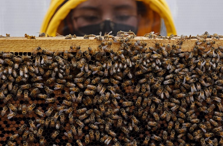 Una fórmula que protege el cerebro de las abejas y otros polinizadores frente a la exposición a insecticidas fue patentada por investigadores de la Universidad del Rosario, anunció la institución colombiana este martes.