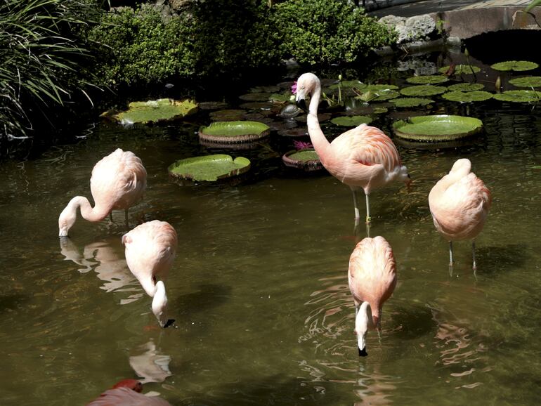 SUNKEN GARDENS ST PETERSBURG FLORIDA ESTADOS UNIDOS FLAMENCO