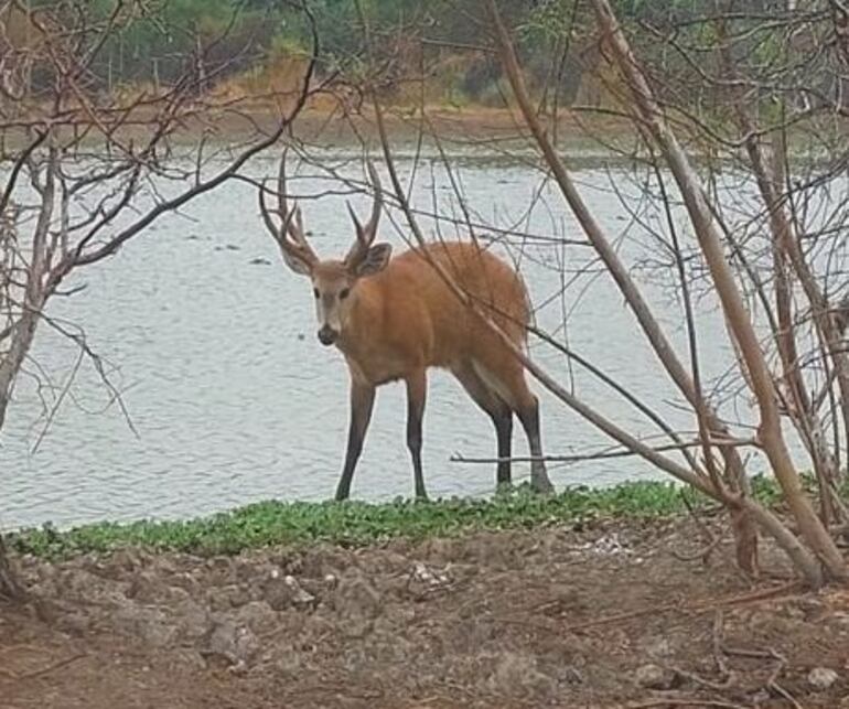 Este hermoso ejemplar de Ciervo del Pantano fue visto en la reserva natural Toro Mocho en el departamento de Boquerón.