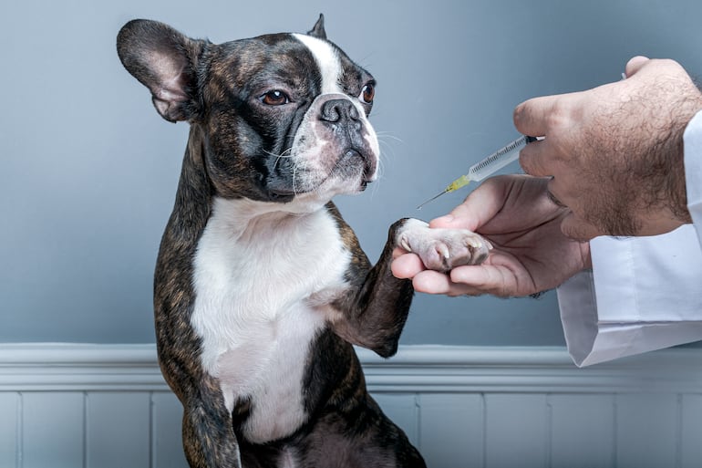 Vacunación en perros.