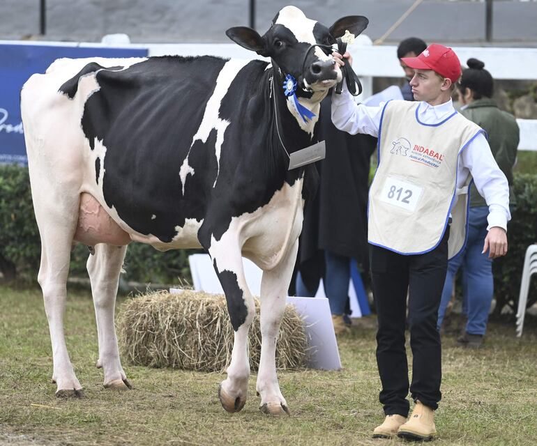 La vaca más productora de la Expo entrego 45,1 litros de leche en dos ordeños, y pertenece a Philip Hildebrand.