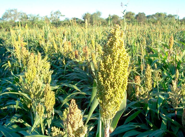 Cultivo de sorgo forrajero en Estancia La Patria. ABC Color.