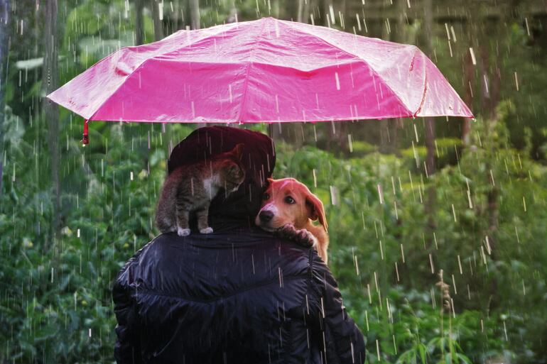 En días de lluvia optá  por salidas más cortas y frecuentes en lugar de un largo paseo con tu perro o con tu gato.