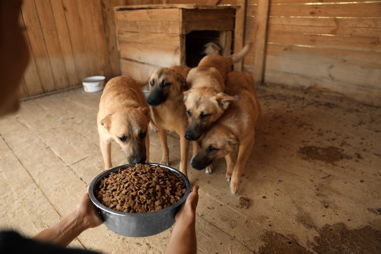 Una de las mejores maneras de ayudar es colaborar con refugios y organizaciones dedicadas al rescate y cuidado de animales callejeros.