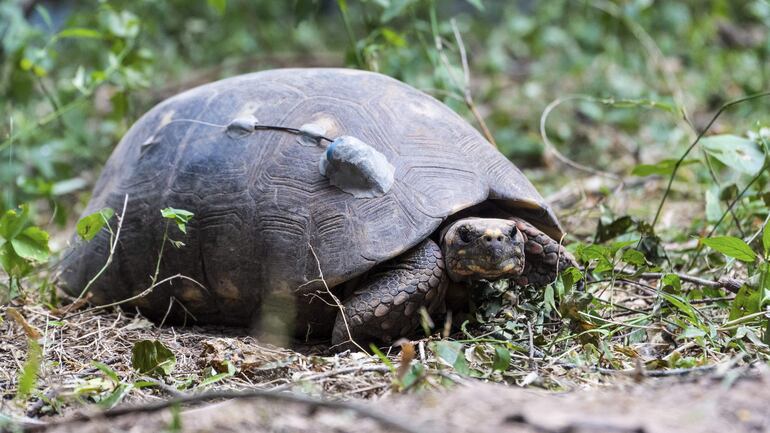 Fotografía cedida por la Fundación Rewilding Argentina. Muestra a una tortuga yabotí, la especie terrestre más grande de la Argentina y que está ecológicamente extinta en dicho país. Fue liberada en el Parque Nacional El Impenetrable después de ser trasladado desde Paraguay.