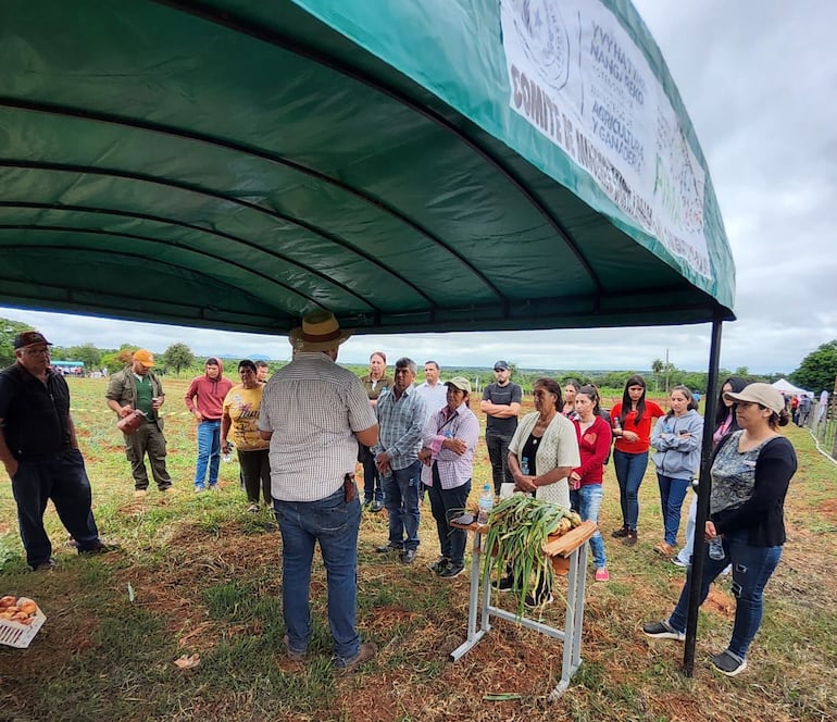 La producción de cebolla, otro de los rubros cuyo cultivo se impulsa para el consumo nacional.