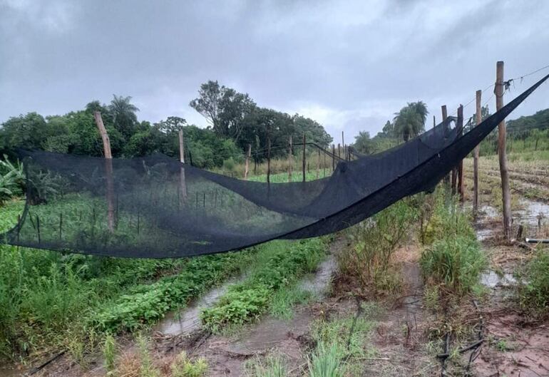 El productor Alfredo Gamarra espera que se salve los plantines de frutilla.