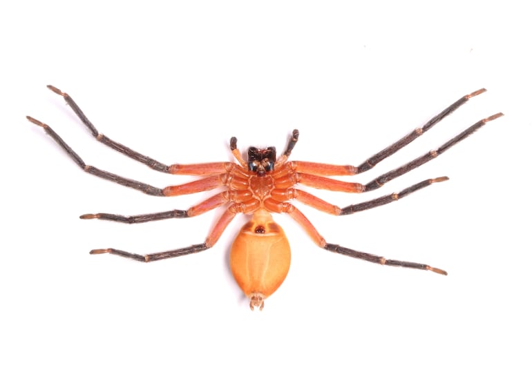 Fotografía cedida hoy por Pedro Peñaherrera que muestra a la araña cangrejo gigante, recién descubierta en el Parque Nacional Yasuní (Ecuador). Investigadores de la Universidad San Francisco de Quito (USFQ) y del Instituto Nacional de Biodiversidad (Inabio) han descubierto a la araña cangrejo gigante, una especie no registrada en el país, pero que ha sido ubicada en el Parque Nacional Yasuní, una reserva de la biosfera en el corazón de la Amazonía ecuatoriana.