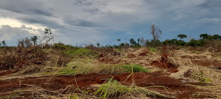 Parte de la zona que está siendo deforestada en el asentamiento indígena Itanaramí, de Villa Ygatimí