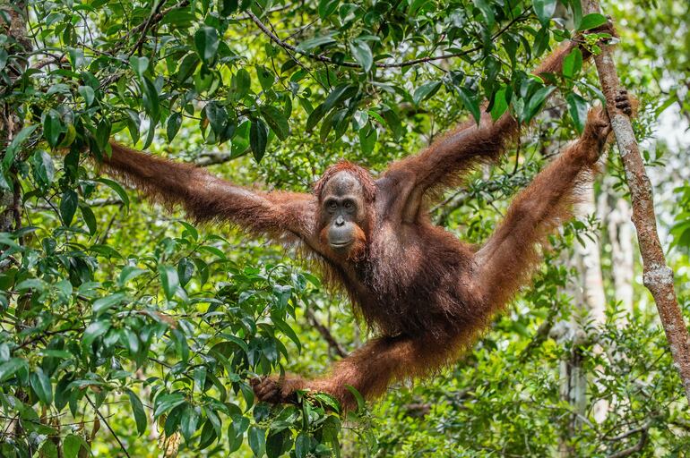 Orangután de Borneo.