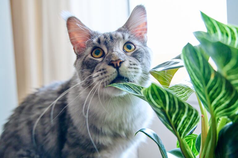 Un gato gordo a punto de morder la hoja de una planta.