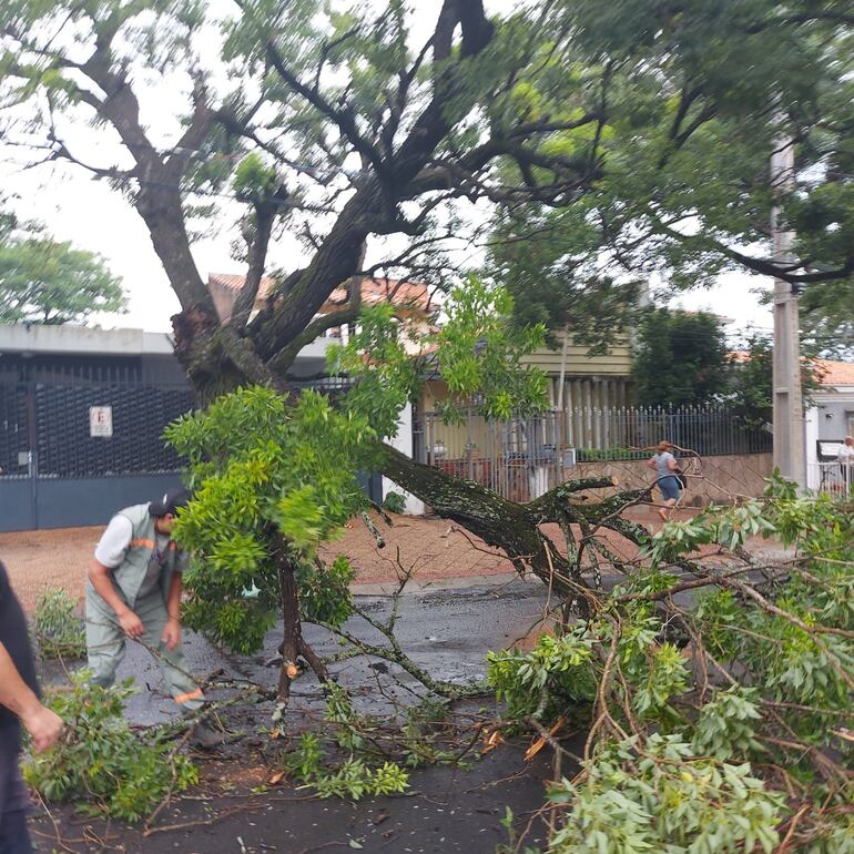 Árbol caído sobre Colón y Sexta Proyectada este lunes sobre un automóvil.