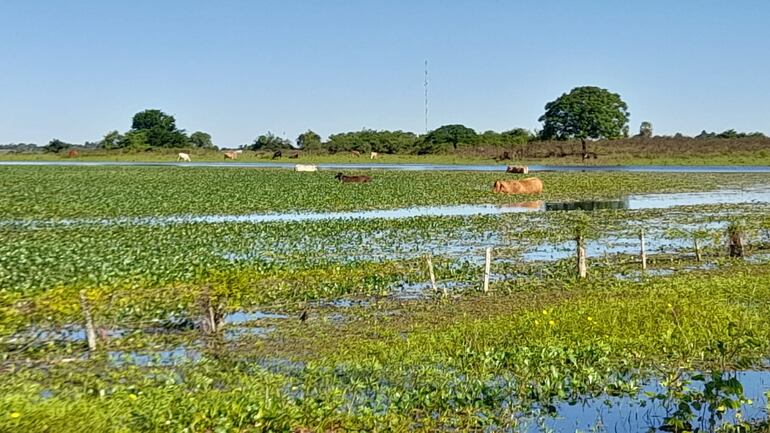  Animales vacunos en un campo totalmente inundado.   