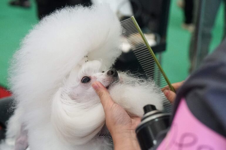 Un perro es acicalado durante una exhibición de mascotas en Shanghái. 