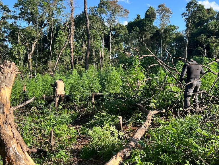 Los agentes intervinientes eliminaron tres hectáreas de plantación de marihuana.