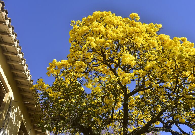 Lapacho amarillo captado esta mañana, en la ciudad de Asunción.