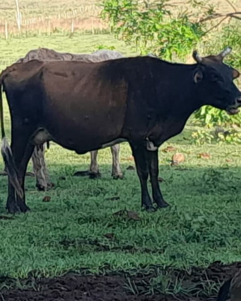 La vaca denunciada como hurtada fue recuperada en el interior de una inmobiliaria.