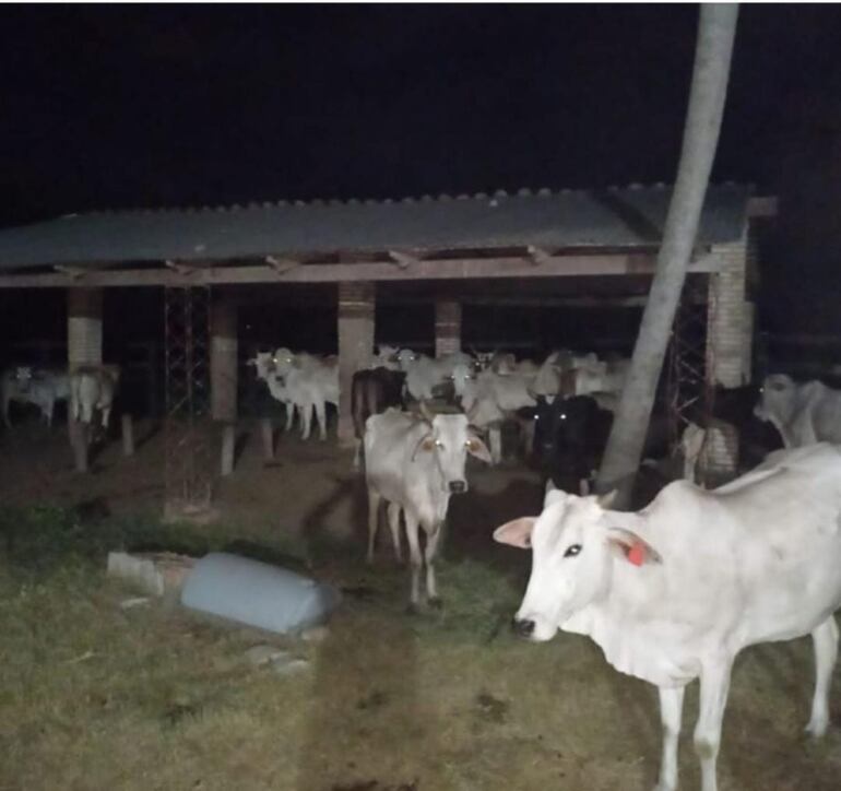 animales robados estancia en belen concepción