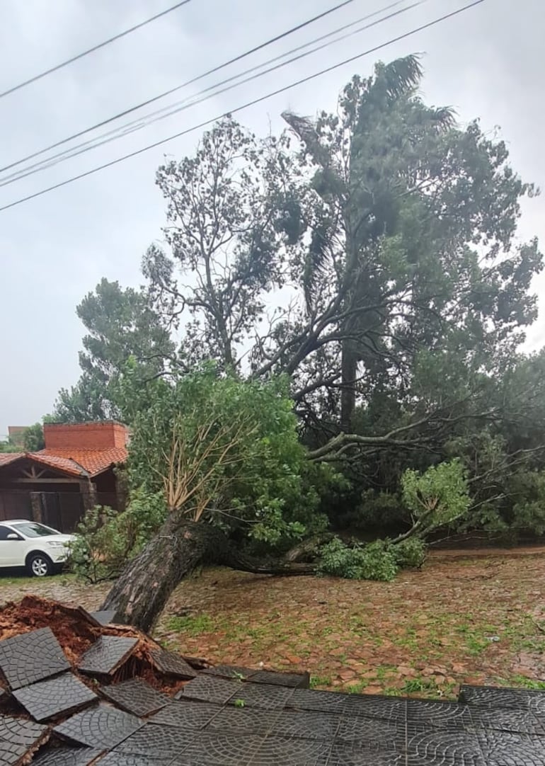 Caída de árboles ocasionaron destrozos en al menos cinco viviendas de Villa Elisa esta mañana.