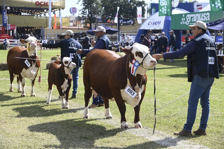 Ayer prosiguió la jornada de juzgamiento y premiación de los animales en el predio de la ARP